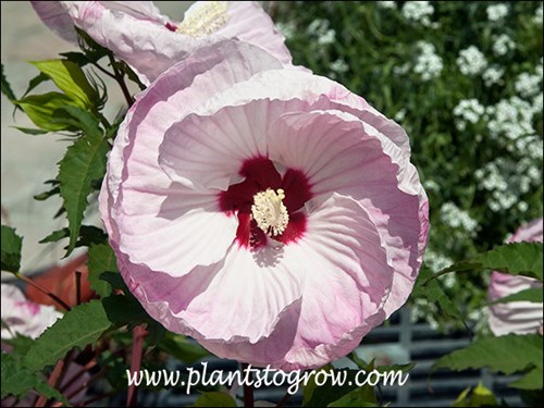 Tie Dye Hibiscus
A bi-color Hibiscus with large dinner plate size pink and white flowers.